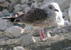 juvenile LBBG, ringed in the Netherlands.